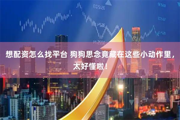 想配资怎么找平台 狗狗思念竟藏在这些小动作里，太好懂啦！