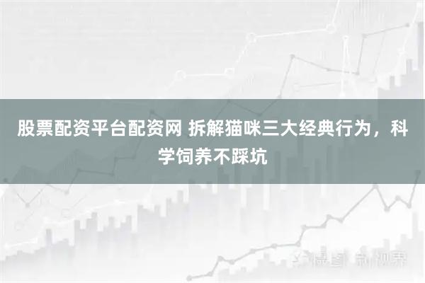 股票配资平台配资网 拆解猫咪三大经典行为，科学饲养不踩坑